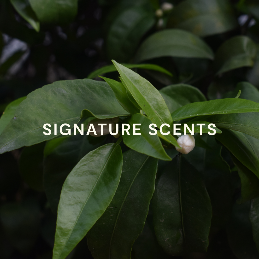 Signature Scents