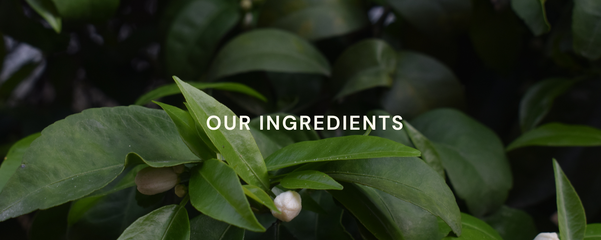 Our ingredients are over 99% natural and of the highest quality.